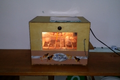 Chicks Hatching 2014