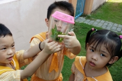 Life Cycle of Butterflies 2014