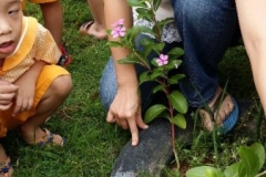 Life Cycle of Butterflies
