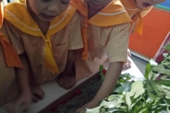 Six Years Old Science - Rainforest 1 (Jan 2019)